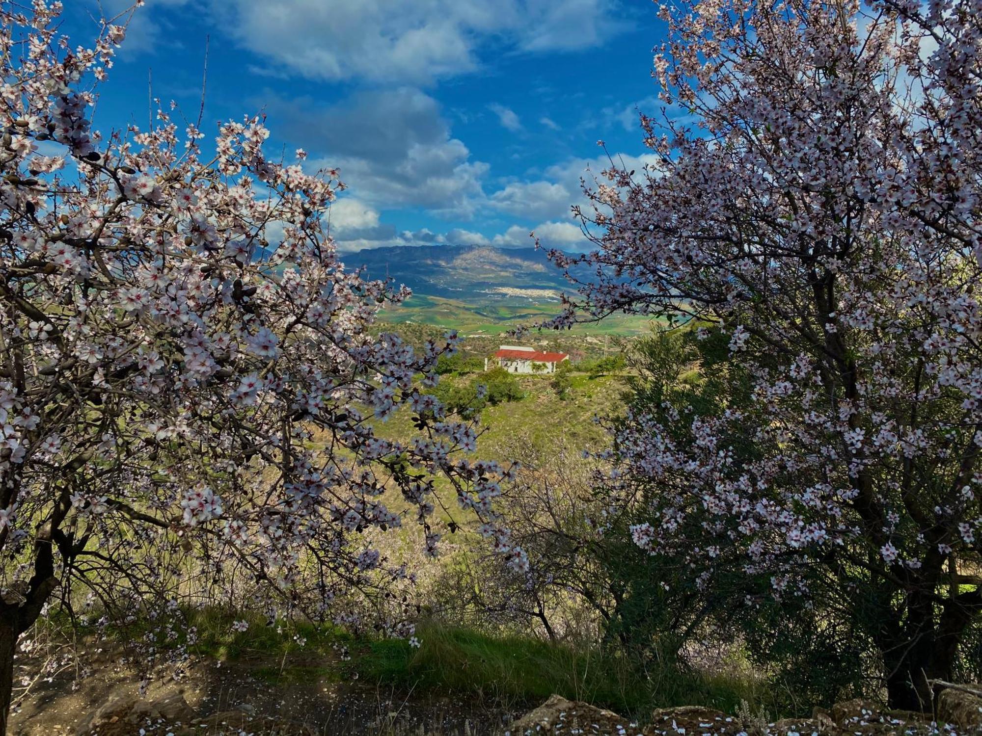 הוילה Almogía El Sueno, Cortijo Andalusi Del Siglo XIX מראה חיצוני תמונה